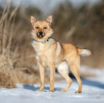 Собаки в добрые руки - Виша - 4