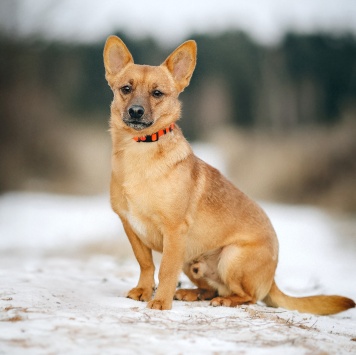 Собаки в добрые руки - Тони