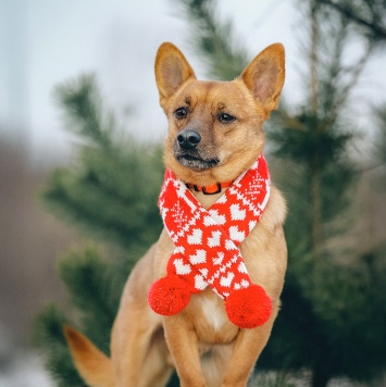Собаки в добрые руки - Тони - 1