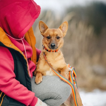 Собаки в добрые руки - Тони - 2