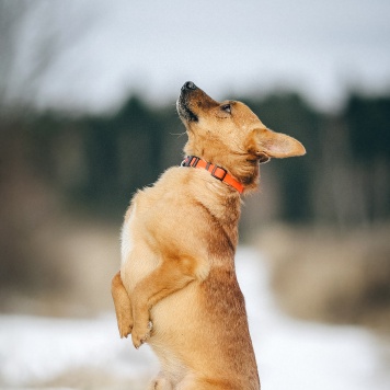 Собаки в добрые руки - Тони - 3