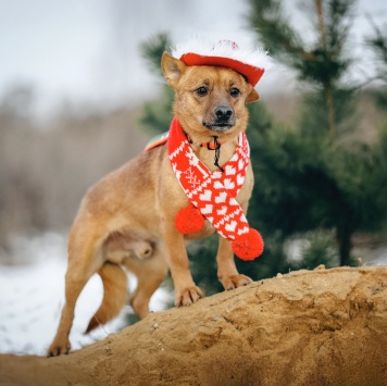 Собаки в добрые руки - Тони - 4