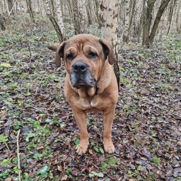 Собаки в добрые руки - Ричард