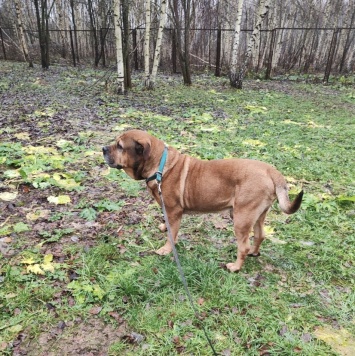 Собаки в добрые руки - Ричард - 1