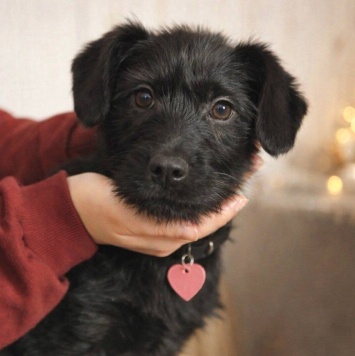 Собаки в добрые руки - Кнопа - 1