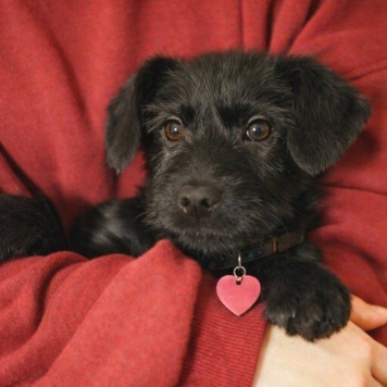 Собаки в добрые руки - Кнопа - 3