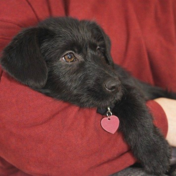 Собаки в добрые руки - Кнопа - 4