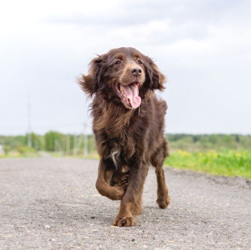 Собаки в добрые руки - Марсель - 1