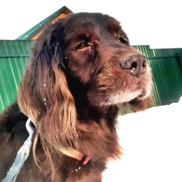 Собаки в добрые руки - Марсель - 2