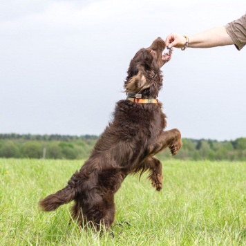 Собаки в добрые руки - Марсель - 4
