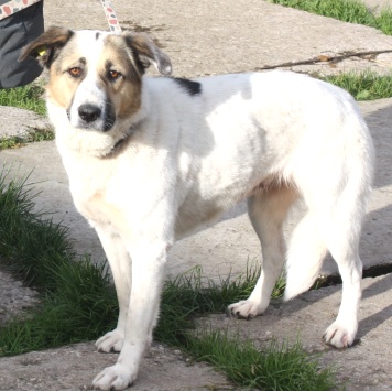 Собаки в добрые руки - Жасмин