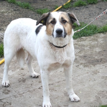 Собаки в добрые руки - Жасмин - 1