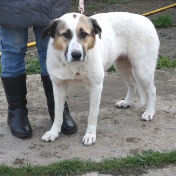 Собаки в добрые руки - Жасмин - 2