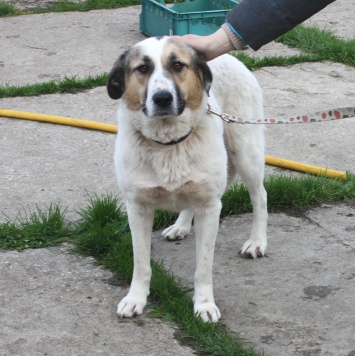 Собаки в добрые руки - Жасмин - 3