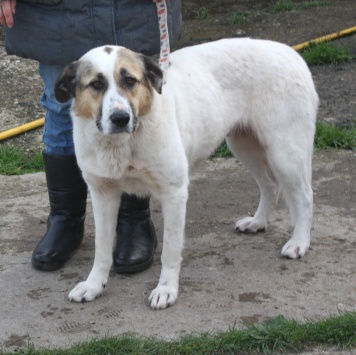 Собаки в добрые руки - Жасмин - 4