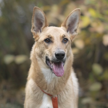 Собаки в добрые руки - Морковка