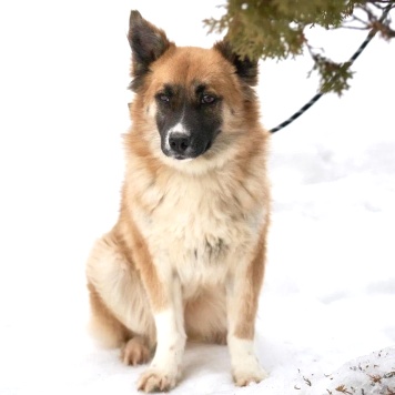 Собаки в добрые руки - Николь