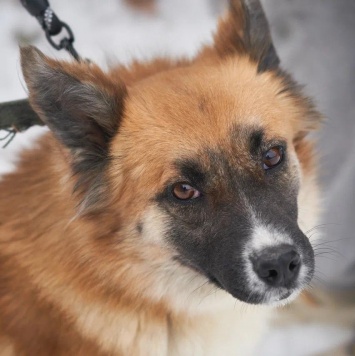 Собаки в добрые руки - Николь - 1