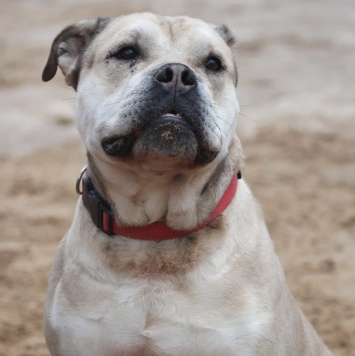 Собаки в добрые руки - Зефир