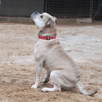 Собаки в добрые руки - Зефир - 1