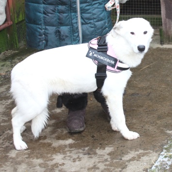 Мия - Собаки в добрые руки