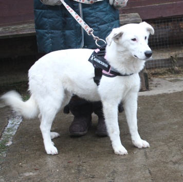 Собаки в добрые руки - Мия - 3