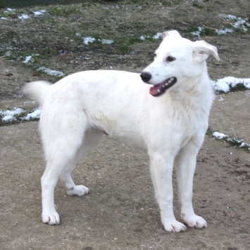 Собаки в добрые руки - Мия - 4