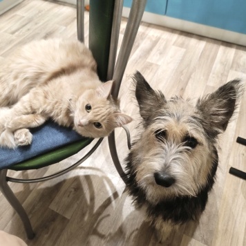 Тася - Собаки в добрые руки