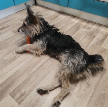 Собаки в добрые руки - Тася - 1