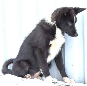 Собаки в добрые руки - Герда - 1