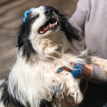 Собаки в добрые руки - Чубака - 1