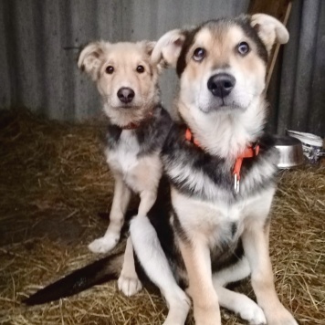 Бруно - Собаки в добрые руки