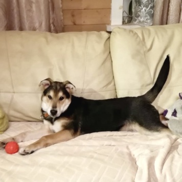 Собаки в добрые руки - Бруно - 1