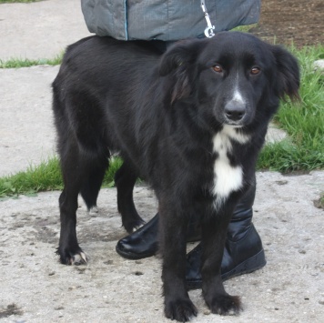 Собаки в добрые руки - Оливка