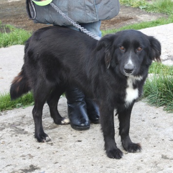 Собаки в добрые руки - Оливка - 1