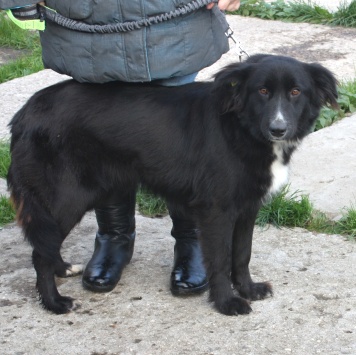 Собаки в добрые руки - Оливка - 3