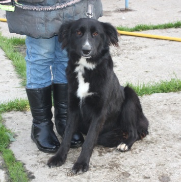 Собаки в добрые руки - Оливка - 4