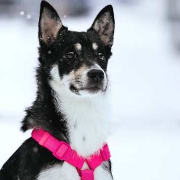 Собаки в добрые руки - Сьюзен