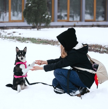 Собаки в добрые руки - Сьюзен - 1