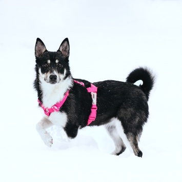 Собаки в добрые руки - Сьюзен - 2