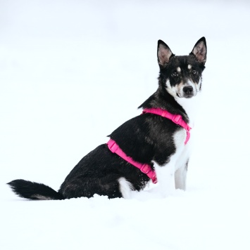 Собаки в добрые руки - Сьюзен - 3