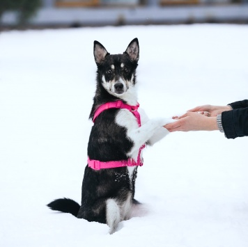 Собаки в добрые руки - Сьюзен - 4
