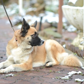 Собаки в добрые руки - Николь - 2