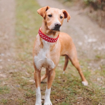 Вилли - Собаки в добрые руки