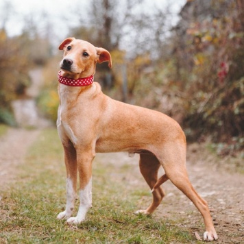 Собаки в добрые руки - Вилли - 2