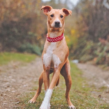 Собаки в добрые руки - Вилли - 3