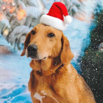 Собаки в добрые руки - Рыжулик