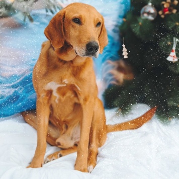 Собаки в добрые руки - Рыжулик - 1