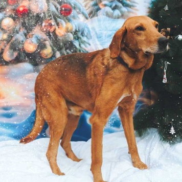 Собаки в добрые руки - Рыжулик - 2