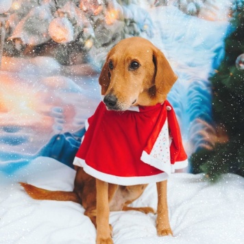 Собаки в добрые руки - Рыжулик - 4